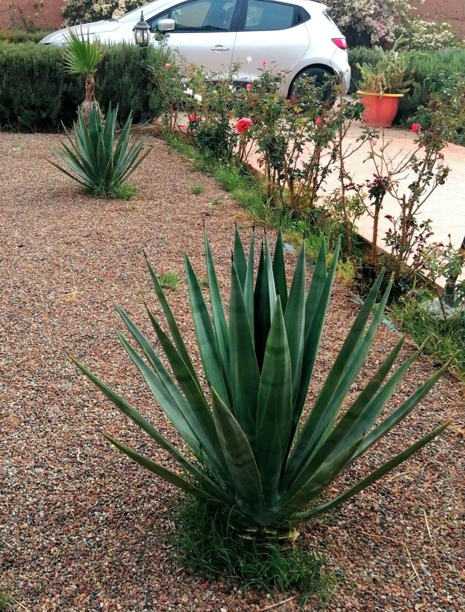 Riad Darga Rouge Ouled Bouzid 客房 照片